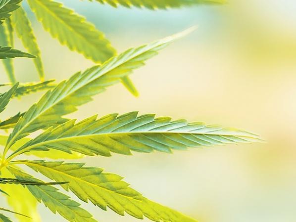 Banding in Cannabis Production - Chemscape Safety Technologies